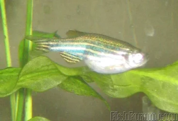 2316_Danio_2_1.webp 2316_Danio_2_1.webp