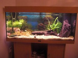 fishtank3.jpg
