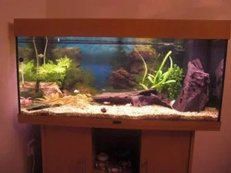 fishtank3.webp