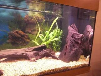 fishtank5.webp