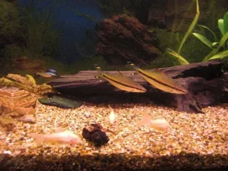 fishtank4.webp