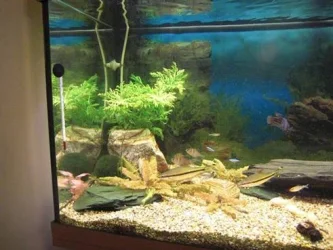 fishtank 6.webp