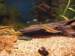 fishtank7.jpg