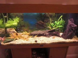 fishtank8.webp