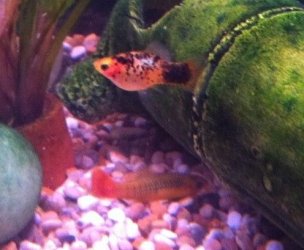 Fish 1.JPG Fish 1.JPG