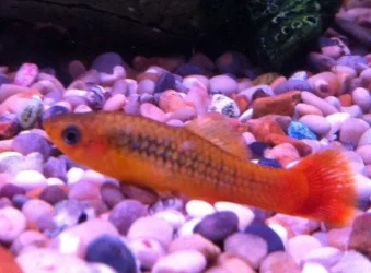fish 2.webp fish 2.webp