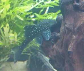 plec.webp plec.webp