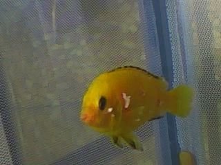 cichlid.jpg cichlid.jpg