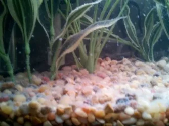 fish snow resized.webp