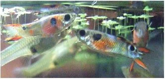 endlers images 3.webp