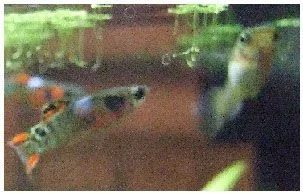 endlers 4.webp