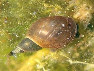 snail.webp snail.webp