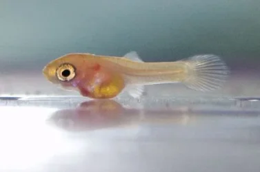 guppy-breeding-fry.webp