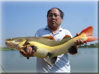 Red Tail Catfish thailand.jpg Red Tail Catfish thailand.jpg