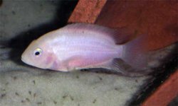 Pink_Convict_Cichlid.jpg