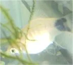 platy.webp