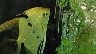 Angelfish 2.jpg