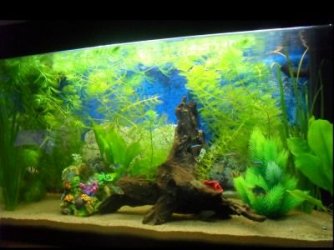 SDC11599resize.jpg SDC11599resize.jpg