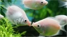 Pink Kissing Gourami.webp