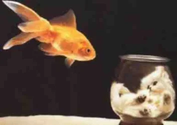 funny_fish_dream.webp