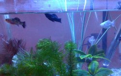 low size all fish.jpg low size all fish.jpg