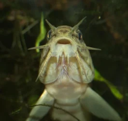 loach01.webp