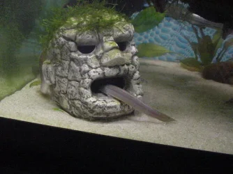 loach02.webp