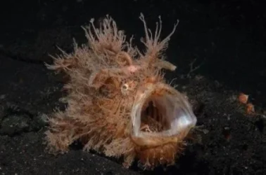 weird_fish_19.webp