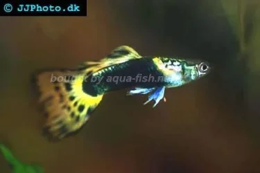 guppy-fish-32.webp