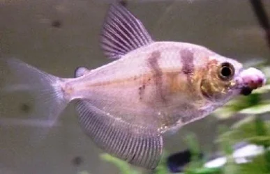 Fish 1.webp Fish 1.webp