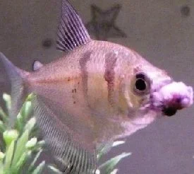 Fish 2.webp Fish 2.webp