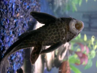 pleco.webp