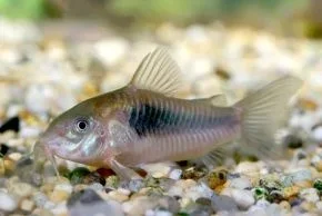 Corydoras_aeneus.webp