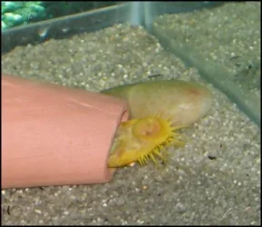 Pleco on his back.webp Pleco on his back.webp