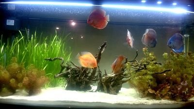 tank 2.jpg tank 2.jpg