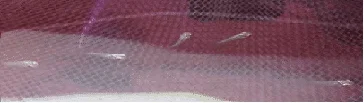 baby fly.webp baby fly.webp