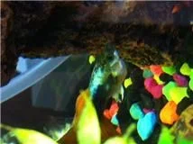 fish.webp