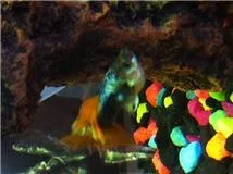 fish2.webp