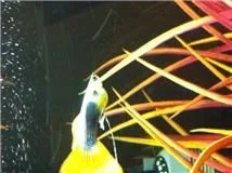 fish3.webp
