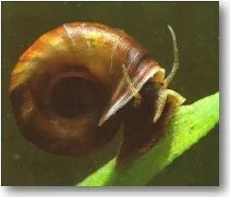 ramshorn.webp