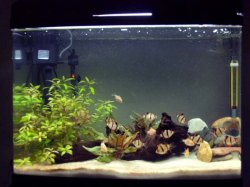 barbs fixed 1.jpg barbs fixed 1.jpg