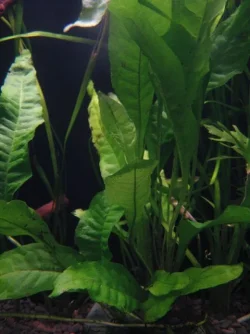 java fern.webp