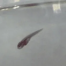 Knife Fry 2.webp