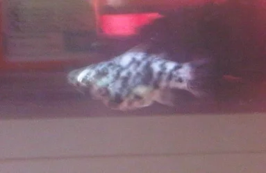 IMG00037-20110420-1906.webp