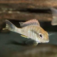 Geophagus sp. "Tapajos Orange Head Eartheater".webp