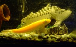 Fish27 Who AmI.JPG Fish27 Who AmI.JPG
