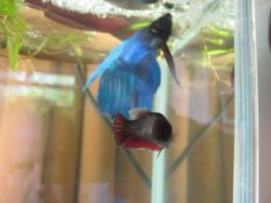 Breeding Betta 005.JPG Breeding Betta 005.JPG