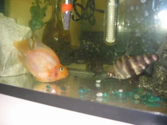 fish.webp
