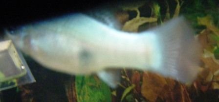 White molly.jpg White molly.jpg