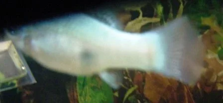 White molly.webp White molly.webp